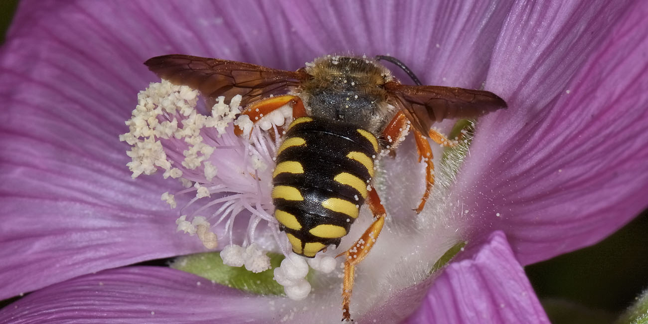 Apidae Megachilinae da id.